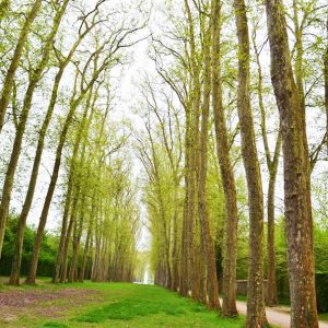 Picture of trees along a walking path during the springtime